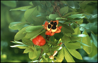 Ackee