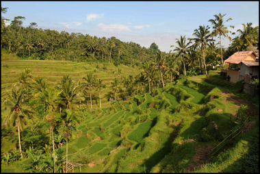 Rice Paddy Terraces
