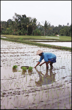 Planting Rice