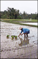 Planting Rice