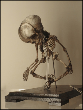 Musei di Palazzo Poggi