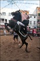 Jaleo Horse Festival