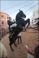 Jaleo Horse Festival