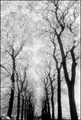 Avenue of Trees