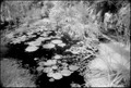 Lily Pads