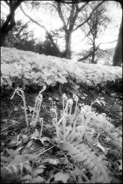 Fiddleheads & Ferns