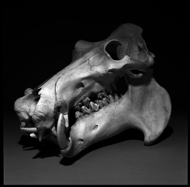 Hippopotamus Skull