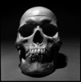 Human Skull