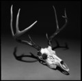 White Tail Deer Skull