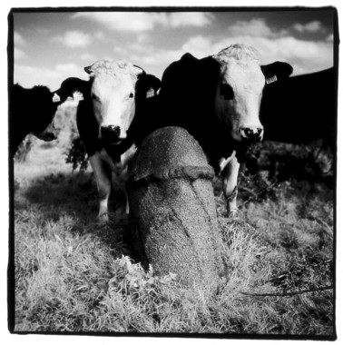 Ardrahan phallic stone